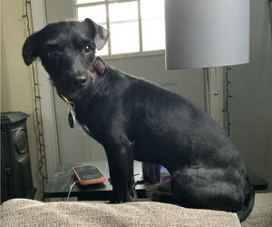 Bobby: Miracle Boy! - Male Mutt Dog for Adoption - Photo #3
