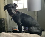 Small Photo #3 Mutt Puppy For Sale in Rootstown, OH, USA