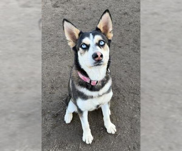 Medium Photo #1 Siberian Husky Puppy For Sale in Bakersfield, CA, USA