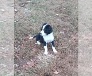 Bernedoodle Puppy for sale in ELLIJAY, GA, USA