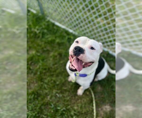 Medium Photo #1 American Pit Bull Terrier Puppy For Sale in Louisville, KY, USA