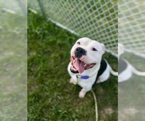 Medium American Pit Bull Terrier