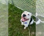Small American Pit Bull Terrier