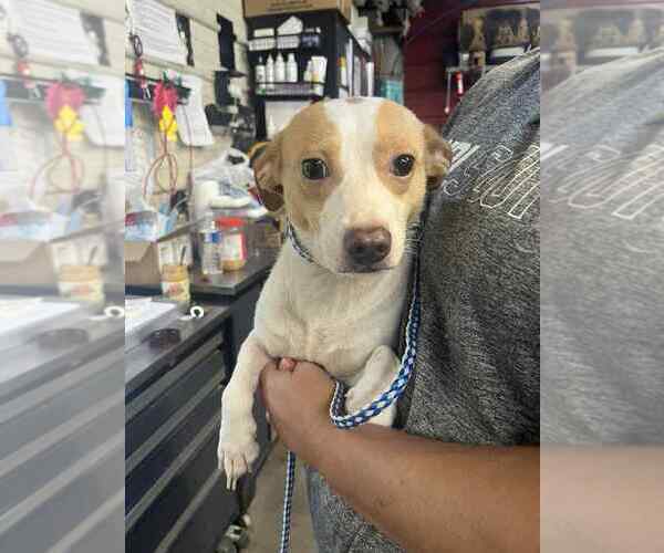 Medium Photo #2 Chiweenie Puppy For Sale in Foristell, MO, USA