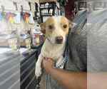 Small #1 Chiweenie