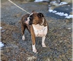 Small Photo #5 Boxer Puppy For Sale in ELKTON, MD, USA