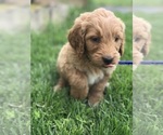 Small Photo #9 Goldendoodle Puppy For Sale in BOWLING GREEN, KY, USA