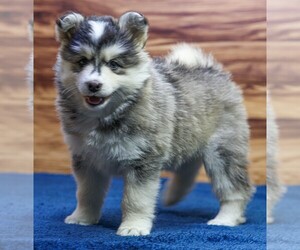 Pomsky Puppy for Sale in TAMPICO, Illinois USA