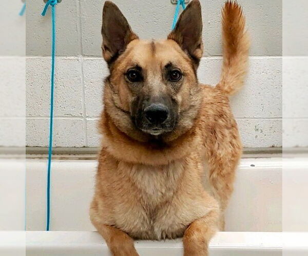 Medium Photo #13 Mutt Puppy For Sale in Canton, CT, USA