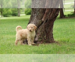 Goldendoodle Puppy for sale in FAIR GROVE, MO, USA