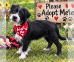Small Photo #3 Affenpinscher-Unknown Mix Puppy For Sale in Yardley, PA, USA