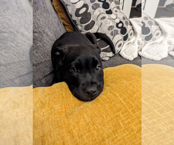 Medium Photo #2 Mutt Puppy For Sale in St. Louis Park, MN, USA