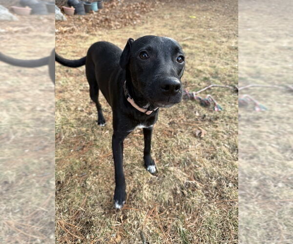 Medium Photo #15 Mountain Cur-Unknown Mix Puppy For Sale in Boston, MA, USA