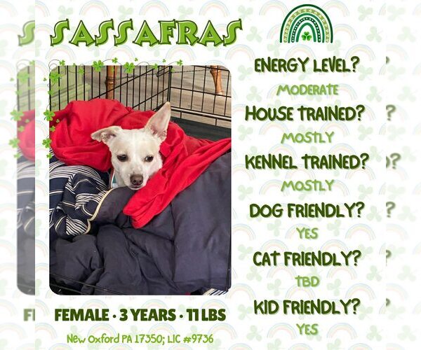 Medium Photo #1 Chihuahua-Unknown Mix Puppy For Sale in New Oxford , PA, USA