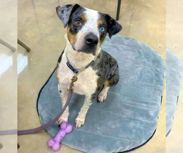 Medium Photo #4 Catahoula Leopard Dog-Unknown Mix Puppy For Sale in Alexander, AR, USA