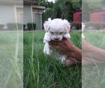 Small Photo #5 Maltese Puppy For Sale in PORTLAND, OR, USA