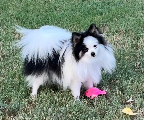 Medium Photo #1 Pomeranian Puppy For Sale in NAPERVILLE, IL, USA