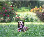 Small Photo #16 Mutt Puppy For Sale in Unionville, PA, USA