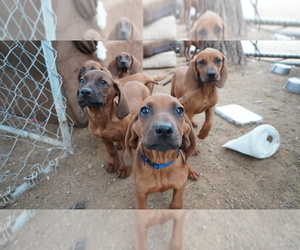Redbone Coonhound Puppy for sale in PALMDALE, CA, USA