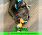 Small #19 American Pit Bull Terrier Mix