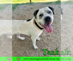 Small #4 Mastiff Mix