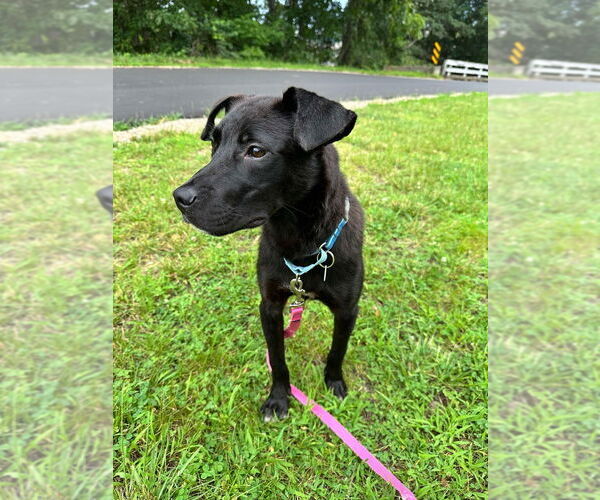 Medium Photo #4 Mutt Puppy For Sale in Candler, NC, USA