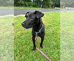 Small #3 Mutt