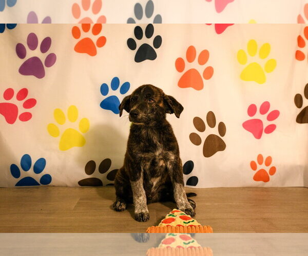 Medium Photo #2 Great Pyrenees-Unknown Mix Puppy For Sale in Brooklyn Center, MN, USA