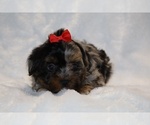 Small #8 ShihPoo