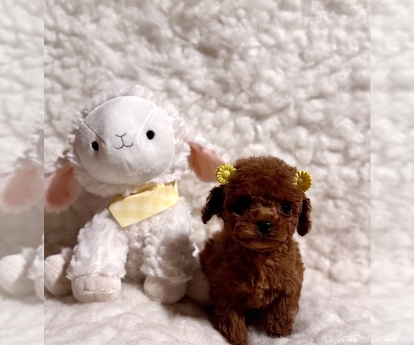 Medium Photo #2 Poodle (Toy) Puppy For Sale in REDLANDS, CA, USA