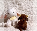 Small #1 Poodle (Toy)