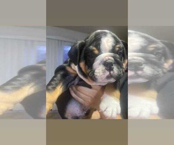 Medium Photo #4 Bulldog Puppy For Sale in MODESTO, CA, USA