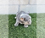 Small #11 French Bulldog