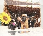 Small Photo #3 Muscle Mastiff Puppy For Sale in RAMONA, CA, USA