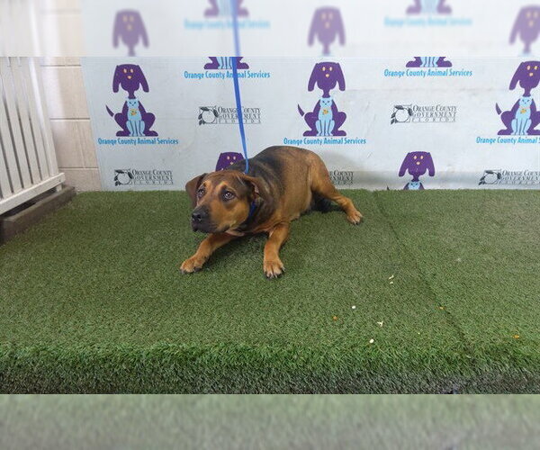 Medium Photo #1 Black Mouth Cur-Labrador Retriever Mix Puppy For Sale in Orlando, FL, USA