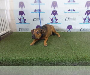 Black Mouth Cur-Labrador Retriever Mix Dogs for adoption in Orlando, FL, USA