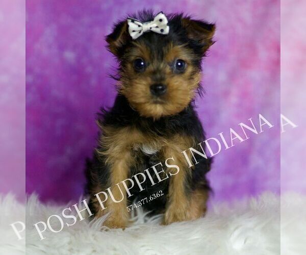 Medium Photo #1 Yorkshire Terrier Puppy For Sale in WARSAW, IN, USA
