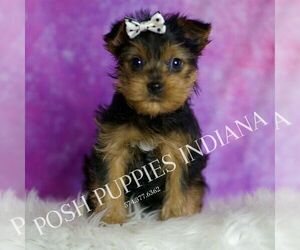 Medium Yorkshire Terrier