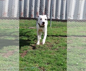 Titan - Male Mutt Dog for Adoption - Photo #3