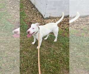 Mutt Dogs for adoption in Rustburg, VA, USA