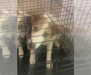 Border Collie Dogs for adoption in New Orleans, LA, USA