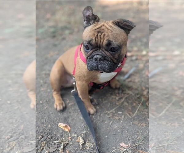 Medium Photo #4 French Bulldog Puppy For Sale in Brights Grove, Ontario, Canada