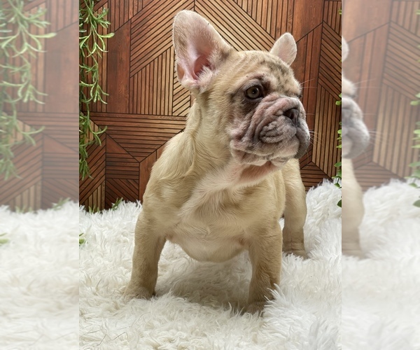 Medium Photo #6 French Bulldog Puppy For Sale in FOLSOM, CA, USA