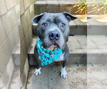 Small Photo #5 American Pit Bull Terrier-Unknown Mix Puppy For Sale in Redlands, CA, USA