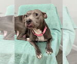 Small #3 American Pit Bull Terrier