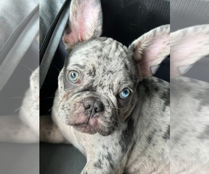 French Bulldog Puppy for sale in SACRAMENTO, CA, USA
