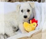 Small #1 Pomeranian Mix