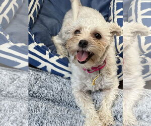 Miniature Schnauzer-Shih Tzu Mix Dogs for adoption in New York, NY, USA