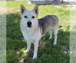 Small Siberian Husky Mix