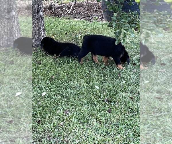 Medium Photo #6 Rottweiler Puppy For Sale in BULLS GAP, TN, USA